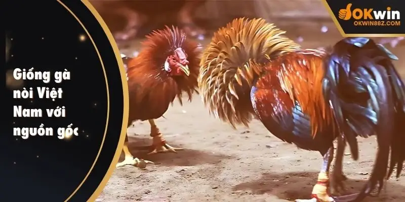 Giống gà nòi Việt Nam với nguồn gốc lâu đời