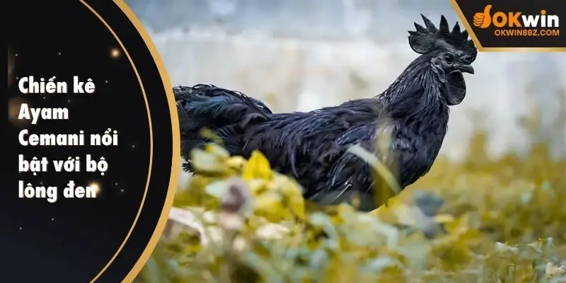 Chiến kê Ayam Cemani nổi bật với bộ lông đen huyền bí